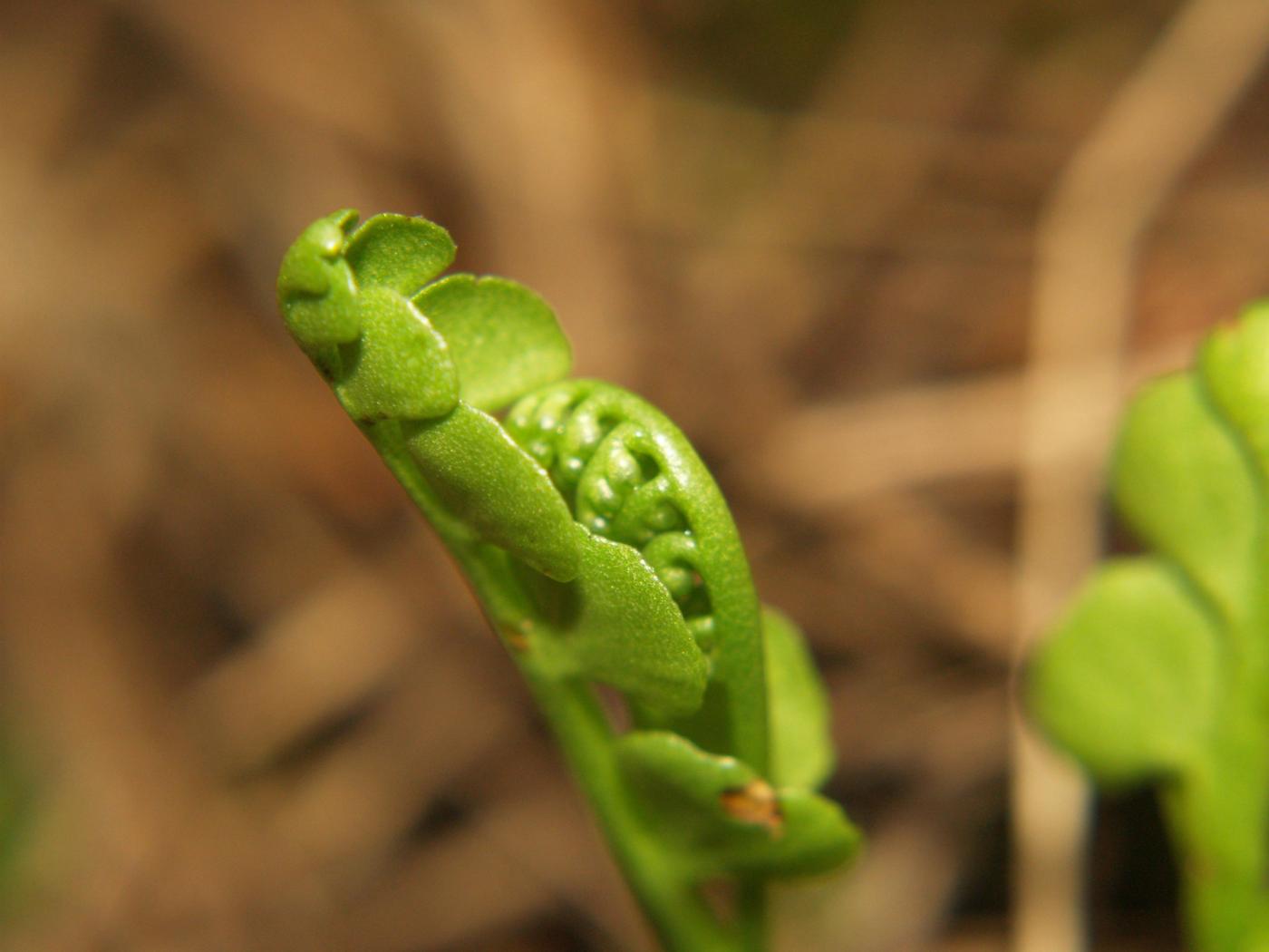 Moonwort flower